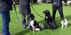 three dogs on leads being walked